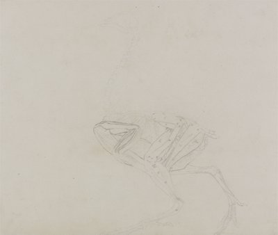 Dorking Huhn Körper, Seitenansicht, aus Ein Vergleichender Anatomischer Exposition der Struktur des menschlichen Körpers mit der eines Tigers und eines gewöhnlichen Huhns, 1795-1806 von George Stubbs