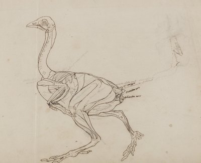 Dorking-Huhn Körper, Seitenansicht, aus 