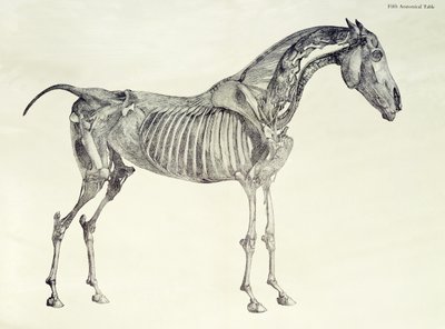Fünfte anatomische Tafel, aus 
