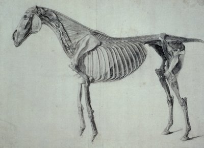 Fertige Studie für die fünfte anatomische Tafel eines Pferdes (Graphit auf Papier) von George Stubbs