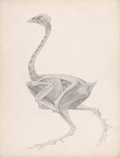 Vogelkörper, Seitenansicht (Hochdetaillierte Studie für einen unveröffentlichten Tisch; zeigt das letzte Stadium der Dissektion) von George Stubbs
