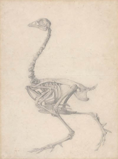 Vogelskelett, Seitenansicht (Fertige Studie für Tabelle V) von George Stubbs