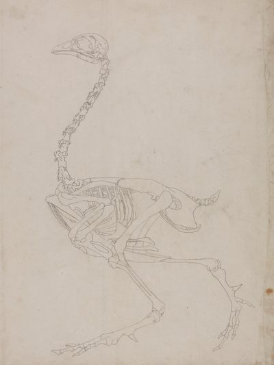 Vogelskelett, Seitenansicht (Umrisszeichnung des Skeletts) von George Stubbs