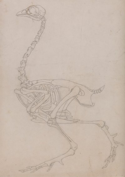 Vogelskelett, Seitenansicht (Umrisszeichnung des Skeletts, vorbereitet für die Schlüsselfigur zu Tafel V) von George Stubbs