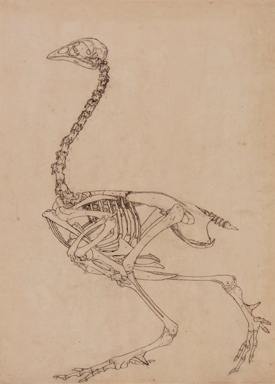 Vogelskelett, Seitenansicht von George Stubbs