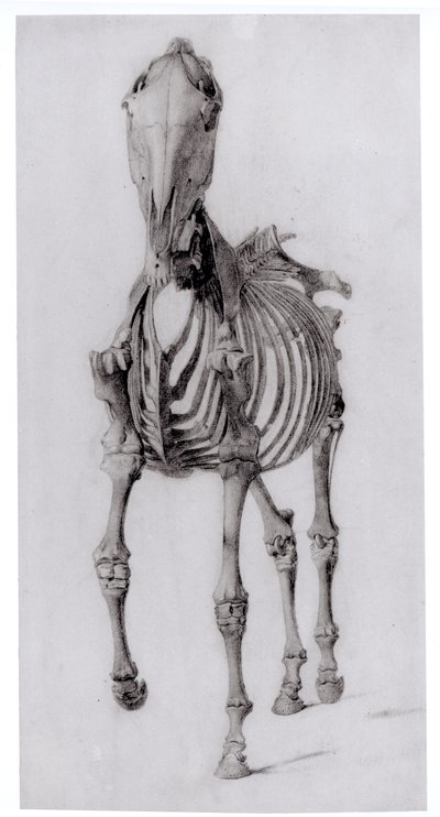 Frontalansicht des Skeletts eines Pferdes, Studie Nr. 10 aus Die Anatomie des Pferdes, 1766 von George Stubbs