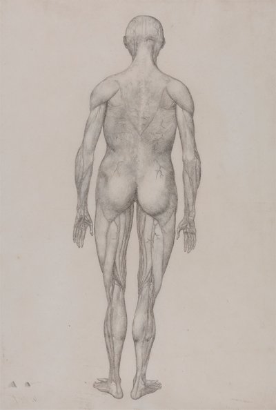 Menschliche Figur, Rückansicht (Fast identisch mit der fertigen Zeichnung für Tafel XII) von George Stubbs