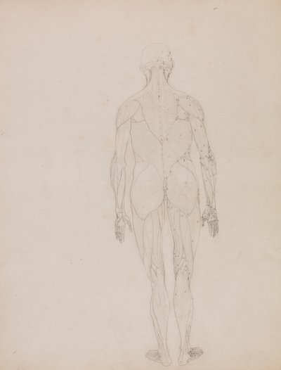 Menschliche Figur, Rückansicht (Umrisszeichnung für Schlüsselfigur zu Tafel XII) von George Stubbs