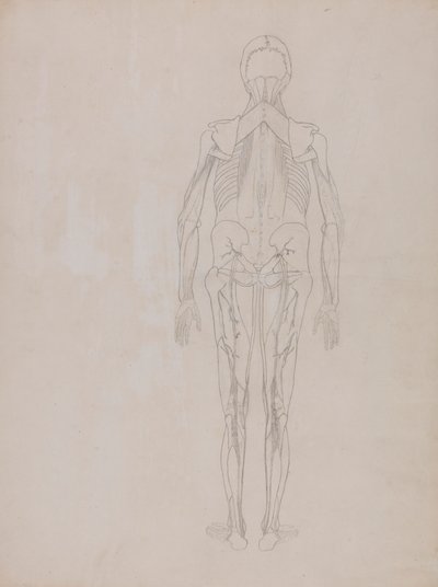 Menschliche Figur, Rückansicht (Umrisszeichnung für die Schlüsselfigur einer unveröffentlichten Platte) von George Stubbs