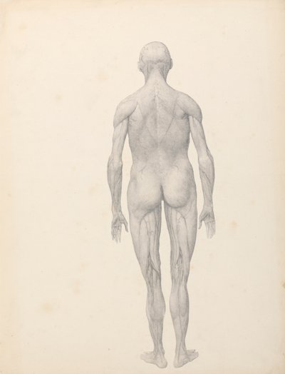 Menschliche Figur, Rückansicht, teilweise seziert (Fertige Studie für Tabelle XII) von George Stubbs