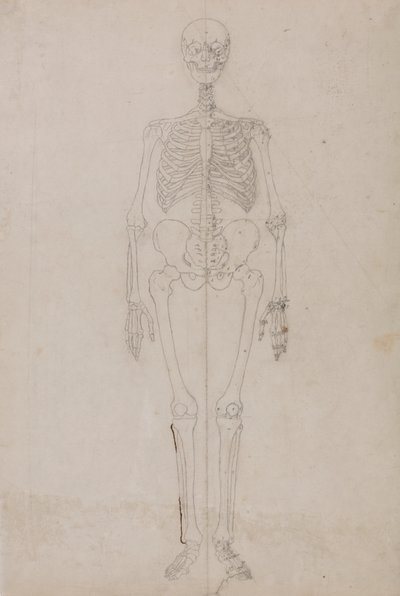 Menschliches Skelett, Vorderansicht (Endstudie) von George Stubbs