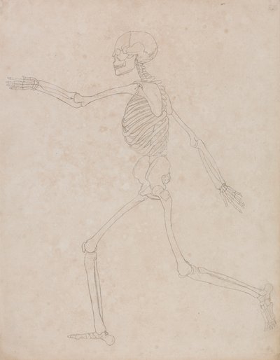 Menschliches Skelett, Seitenansicht von George Stubbs