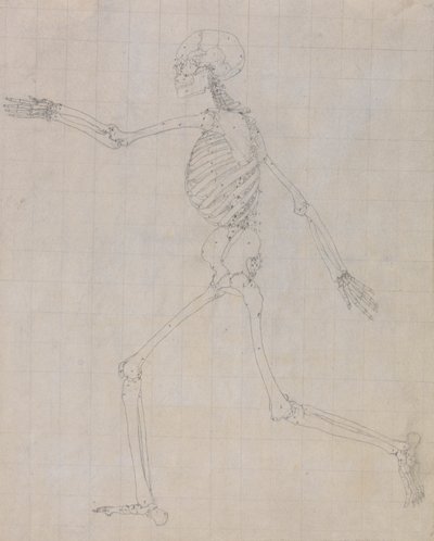 Menschliches Skelett, Seitenansicht (Umriss des Skeletts für die Schlüsselfigur zu Tabelle III) von George Stubbs