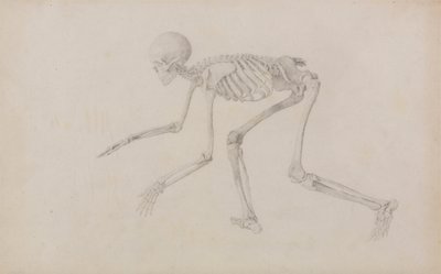 Menschliches Skelett, Seitenansicht (in Krabbelhaltung; fertige Studie für eine unveröffentlichte Tafel) von George Stubbs