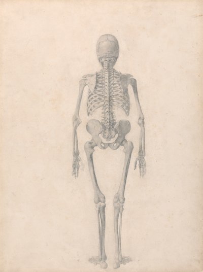 Menschliches Skelett, Rückansicht (Fertige Studie für Tabelle II) von George Stubbs
