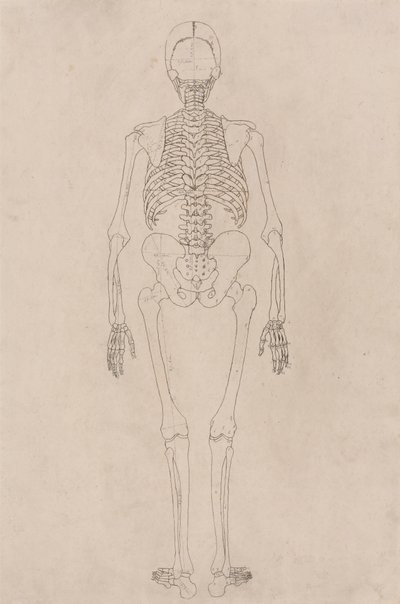 Menschliches Skelett, Rückansicht (Bezieht sich auf Tabelle II) von George Stubbs
