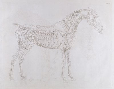 Illustration aus 