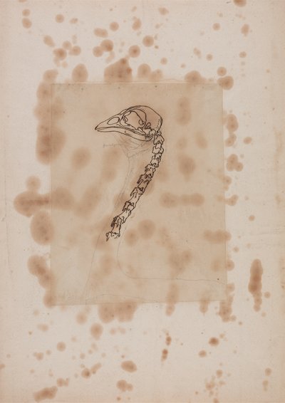 Studie eines Huhnkopfs und Halses, Seitenansicht, aus Ein Vergleichender Anatomischer Exposition der Struktur des menschlichen Körpers mit der eines Tigers und eines gewöhnlichen Huhns, 1795-1806 von George Stubbs