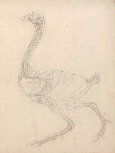 Studie eines Huhns, Seitenansicht, Diagramm für Schlüssel zu Tabelle XV, aus Einem Vergleichenden Anatomischen Exposé der Struktur des menschlichen Körpers mit dem eines Tigers und eines gewöhnlichen Huhns, 1795-1806 von George Stubbs
