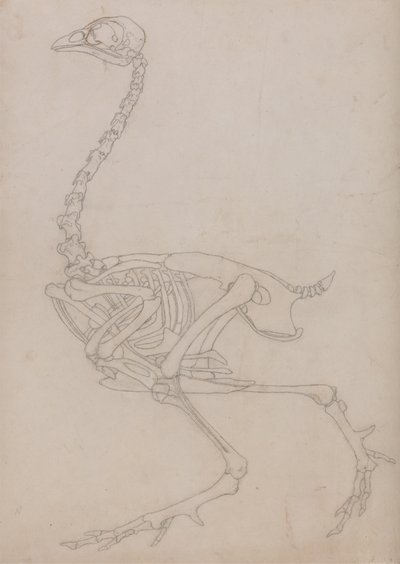 Studie eines Huhns, Seitenansicht, aus A Comparative Anatomical Exposition of the Structure of the Human Body with that of a Tiger and a Common Fowl, 1795-1806 von George Stubbs