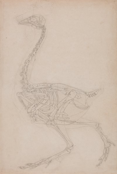 Studie eines Huhns, Seitenansicht, aus A Comparative Anatomical Exposition of the Structure of the Human Body with that of a Tiger and a Common Fowl, 1795-1806 von George Stubbs