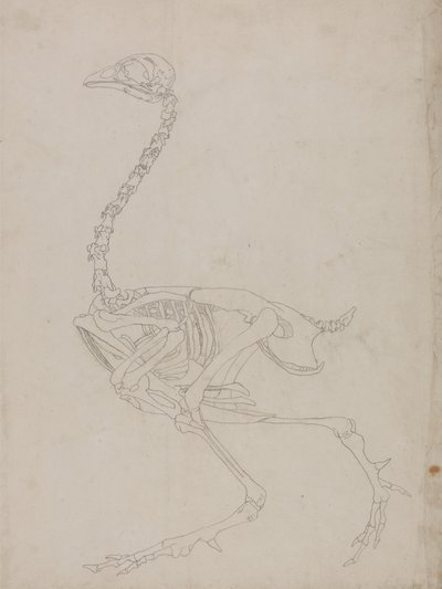 Studie eines Huhns, Seitenansicht, aus A Comparative Anatomical Exposition of the Structure of the Human Body with that of a Tiger and a Common Fowl, 1795-1806 von George Stubbs