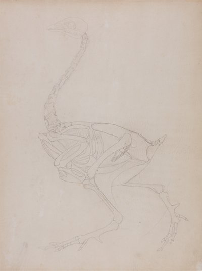 Studie eines Huhns, Seitenansicht, aus Ein Vergleichender Anatomischer Exposition der Struktur des menschlichen Körpers mit der eines Tigers und eines gewöhnlichen Huhns, 1795-1806 von George Stubbs