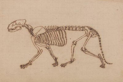 Studie eines Tigers, Seitenansicht, aus Einem Vergleichenden Anatomischen Exposé der Struktur des menschlichen Körpers mit dem eines Tigers und eines gewöhnlichen Huhns, 1795-1806 von George Stubbs