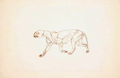 Studie eines Tigers, Seitenansicht, aus A Comparative Anatomical Exposition of the Structure of the Human Body with that of a Tiger and a Common Fowl, 1795-1806 von George Stubbs