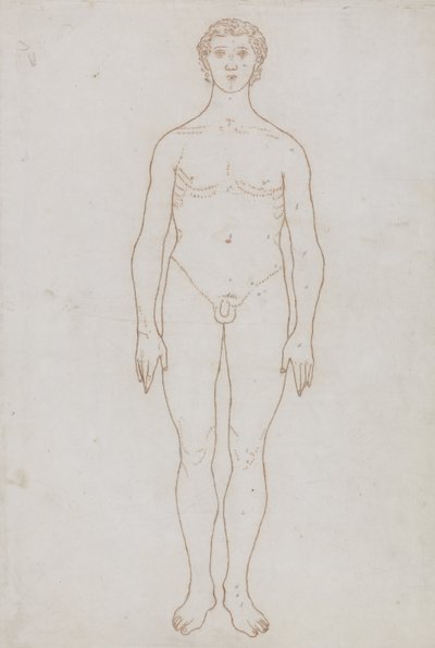 Studie der menschlichen Figur, Vorderansicht, aus 