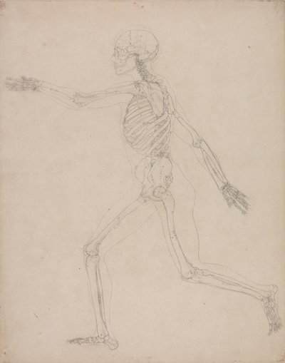 Studie der menschlichen Figur, Seitenansicht, aus Einem Vergleichenden Anatomischen Exposé der Struktur des menschlichen Körpers mit dem eines Tigers und eines gewöhnlichen Huhns, 1795-1806 von George Stubbs