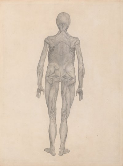 Studie der menschlichen Figur, Rückansicht, mit entfernter Haut und darunterliegenden Faszienschichten, aus Einem Vergleichenden Anatomischen Exposé der Struktur des menschlichen Körpers mit dem eines Tigers und eines gewöhnlichen Huhns von George Stubbs