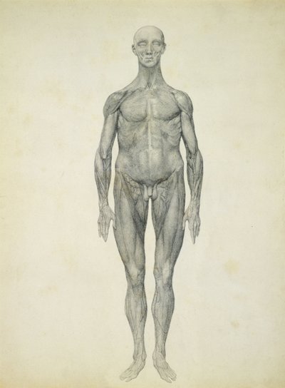 Die menschliche Figur, vordere Ansicht, aus der Serie 