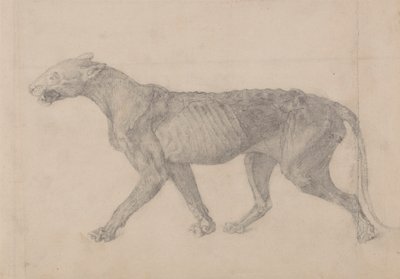 Tigerkörper, Seitenansicht (Erste von neun Zeichnungen eines anderen Tigerexemplars) von George Stubbs