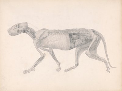 Tigerkörper, Seitenansicht (Studie für einen unveröffentlichten Tisch; zeigt ein spätes Stadium der Dissektion) von George Stubbs
