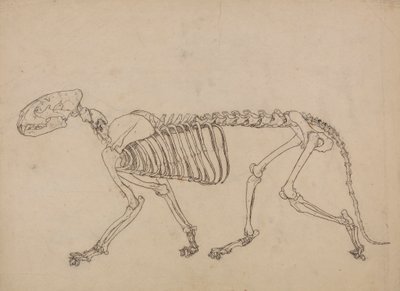 Tigerskelett, Seitenansicht (Studie für die Schlüsselfigur zu Tafel IV) von George Stubbs