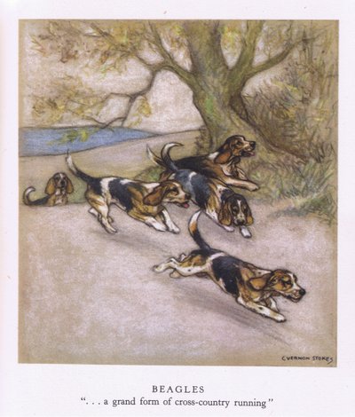 Beagles von George Vernon Stokes