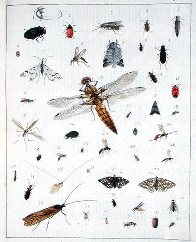 Verschiedene Insekten, Platte III aus 