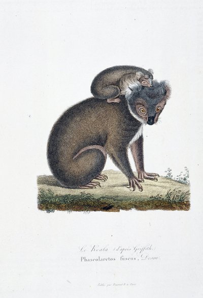 Naturgeschichtliche Tafel: Zoologische Darstellung des Koalas (nach Griffith), Phascolarctos Fuscus - in „Komplettwerke von Buffon“ von Naturforscher Georges Louis Leclerc, Graf von Buffon (1707 - 1788). Gravur von 1837 von Georges Louis Leclerc