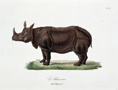 Naturgeschichtstafel: Zoologische Tafel, die das Nashorn darstellt - in „Complete Works of Buffon“ von Naturforscher Georges Louis Leclerc, Graf von Buffon (1707-1788). Gravur von 1837 von Georges Louis Leclerc