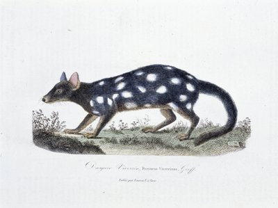 Naturgeschichtliche Tafel: Zoologische Tafel, die den Dasyure Viverrin, Dasyurus Viverrinus darstellt - in "Gesammelte Werke von Buffon" von Naturforscher Georges Louis Leclerc, Graf von Buffon (1707-1788). Gravur von 1837. von Georges Louis Leclerc