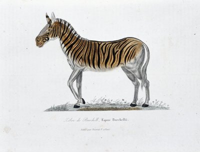 Naturgeschichtliche Tafel: Zoologische Tafel, die das Burchell-Zebra, Equus Burchellii darstellt - in „Gesammelte Werke von Buffon“ von Naturforscher Georges Louis Leclerc, Graf von Buffon (1707 - 1788). Gravur von 1837 von Georges Louis Leclerc
