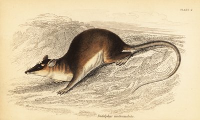 Braune Vieraugenbeutelratte, Metachirus nudicaudatus von Georges Robert Waterhouse
