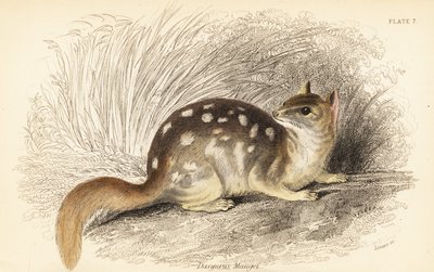Östlicher Quoll, Dasyurus viverrinus. Gefährdet von Georges Robert Waterhouse