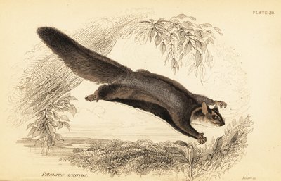 Gleitbeutler, Petaurus norfolcensis von Georges Robert Waterhouse