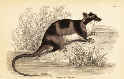 Wasserbeutelratte oder Yapok, Chironectes minimus (Stich) von Georges Robert Waterhouse