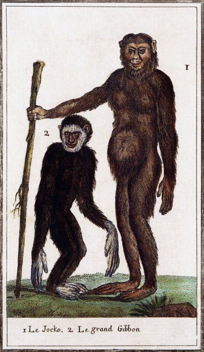 Jocko, Schimpanse oder Gibbon, Illustration aus Histoire naturelle von Georges de Buffon