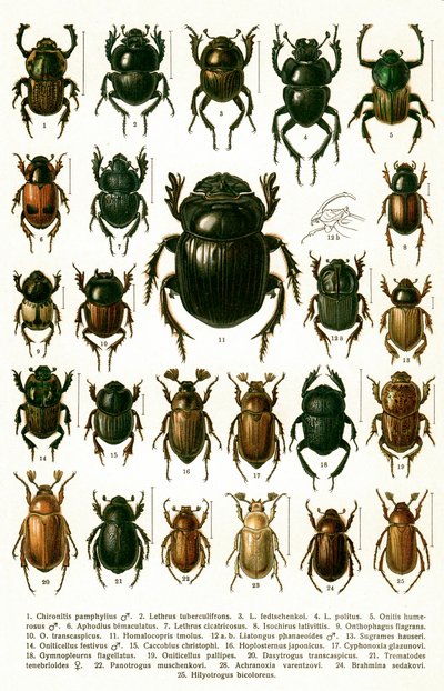 Antiker Druck von europäischen Käferarten, um 1910 (Chromolithographie) von Georgiy Jacobson