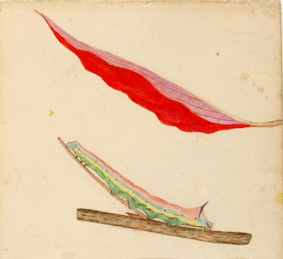 "Spiegel-Rücken" Raupe, Studie für das Buch Concealing Coloration in the Animal Kingdom von Gerald H. Thayer