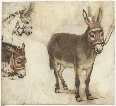 Studienblatt mit Eseln von Gerard ter Borch (I)